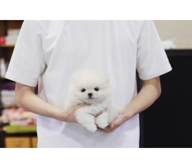 포메라니안