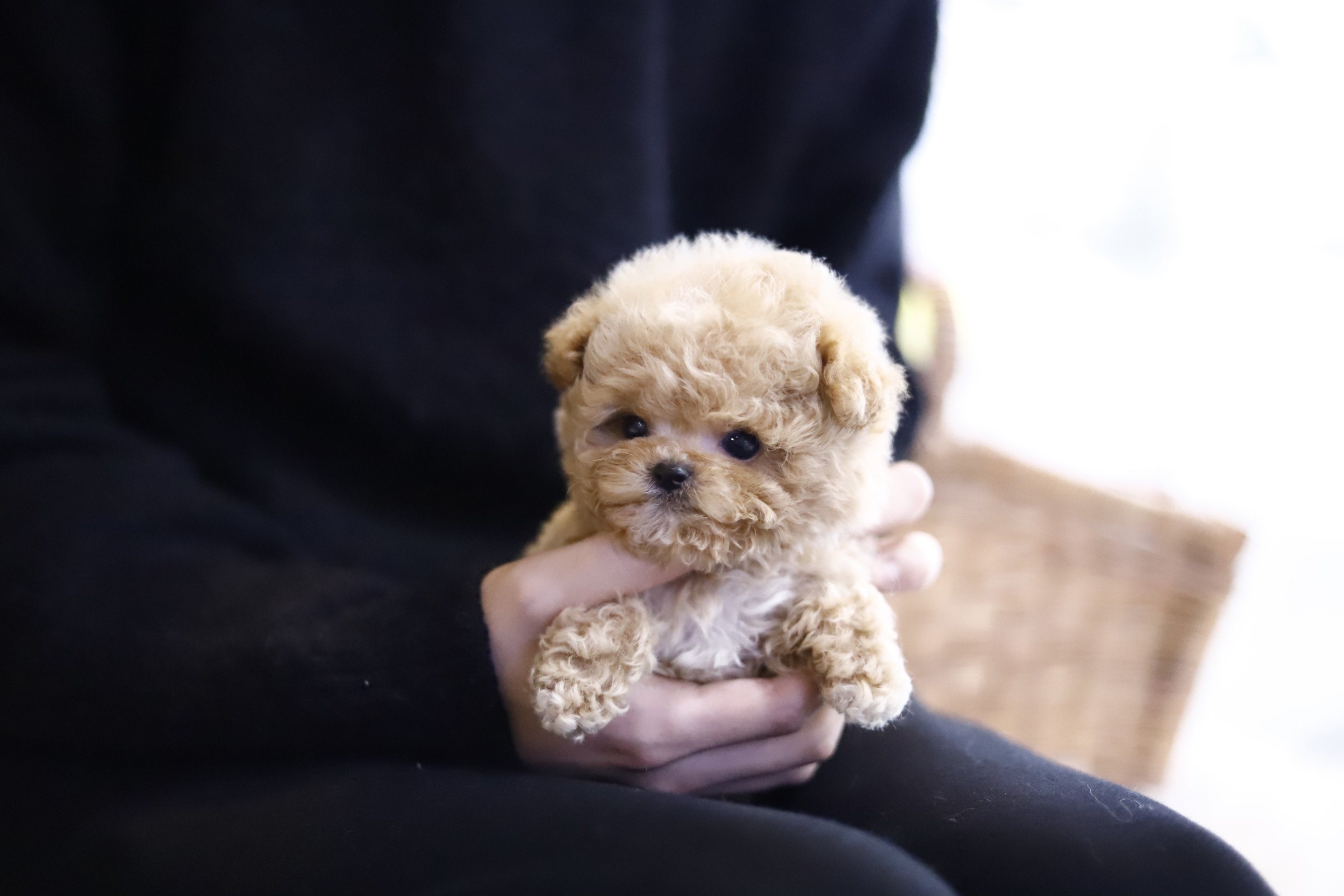 토이푸들