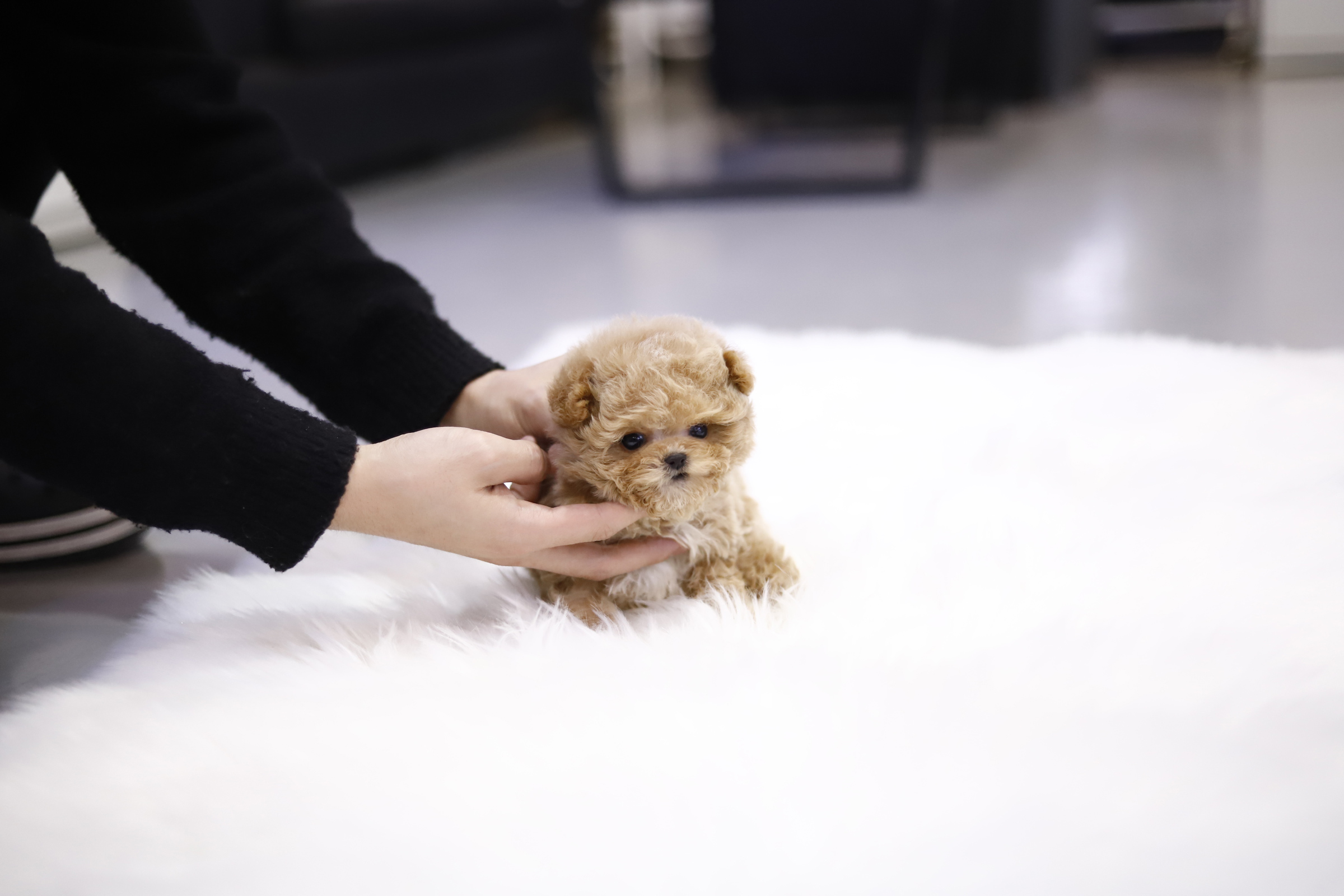 토이푸들