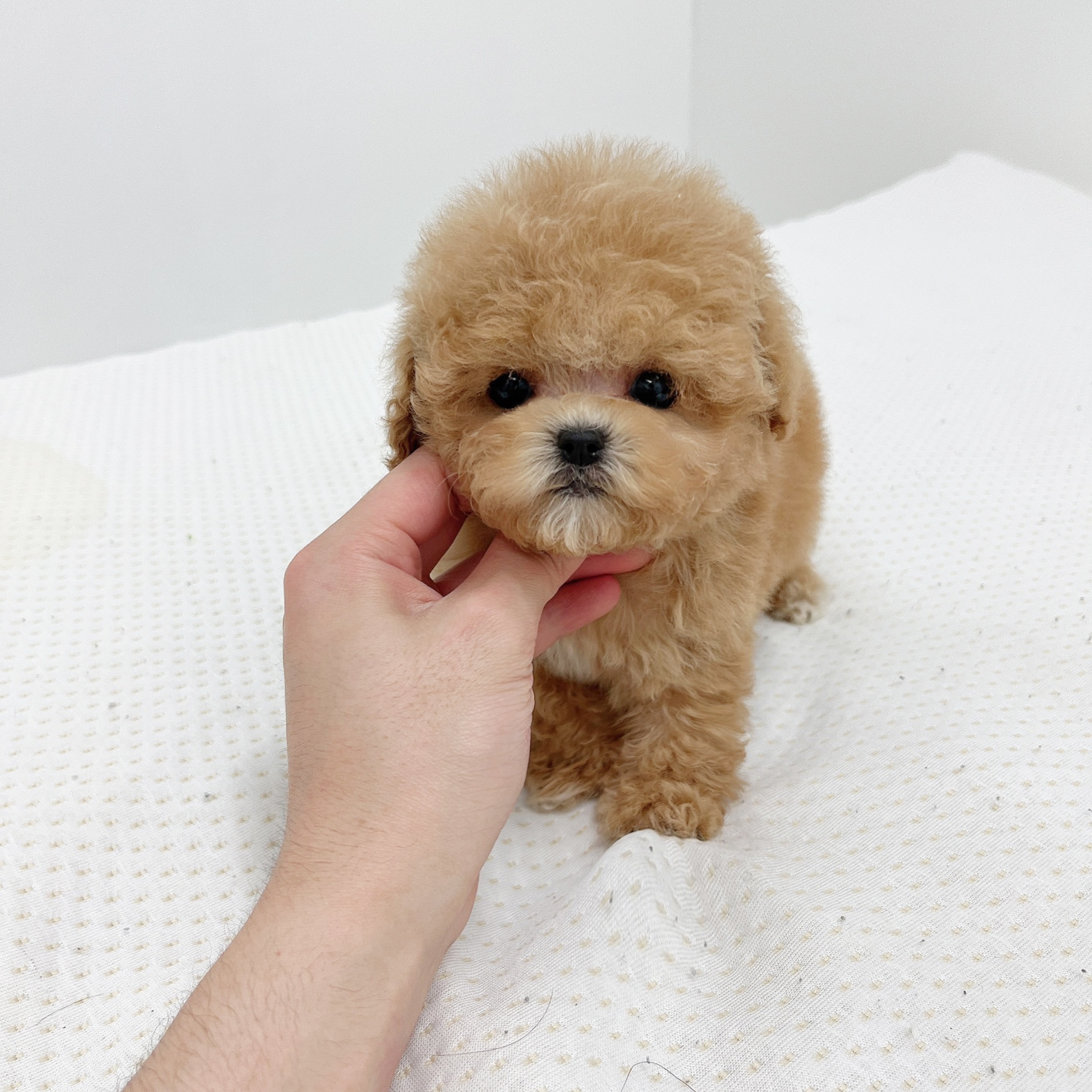 토이푸들