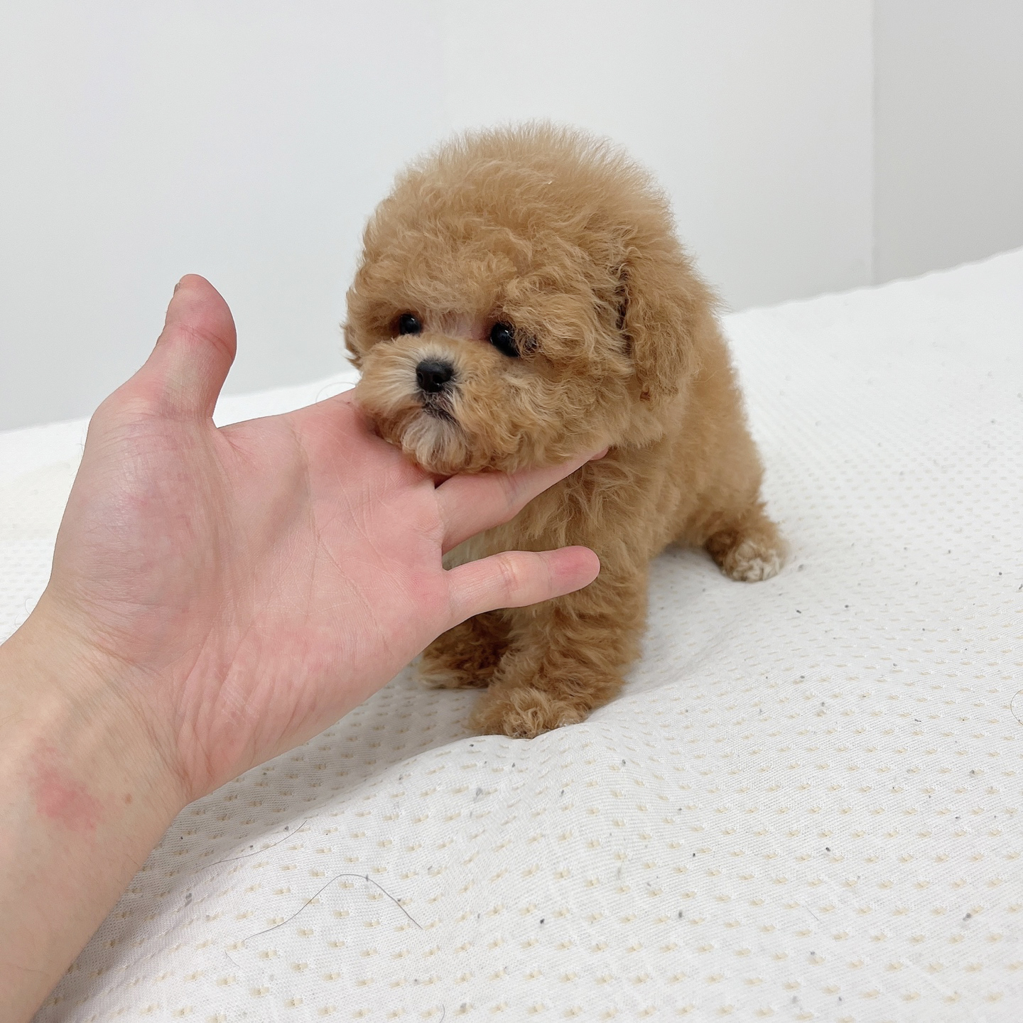 토이푸들