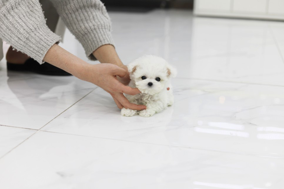 미니비숑프리제