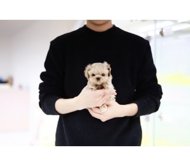 말티푸