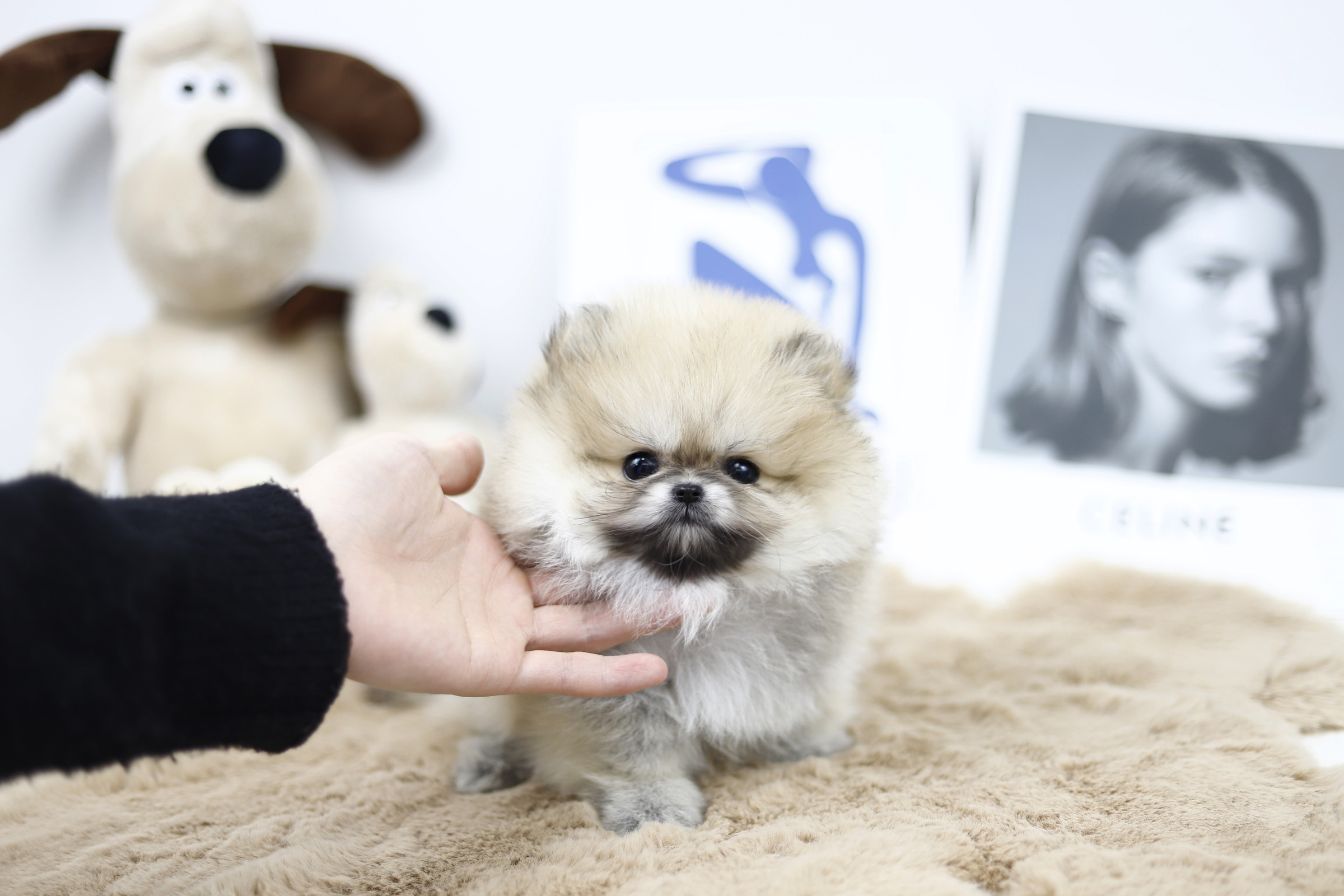 포메라니안