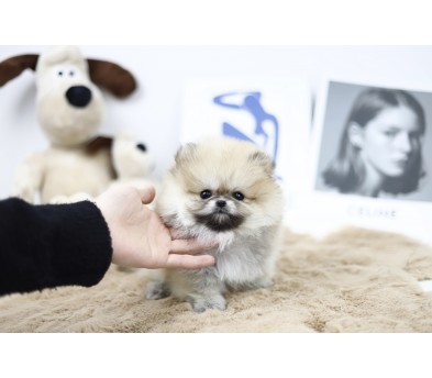 포메라니안