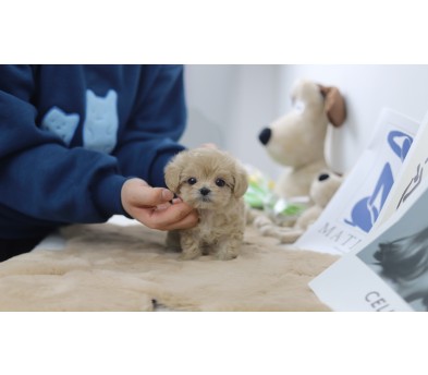 말티푸