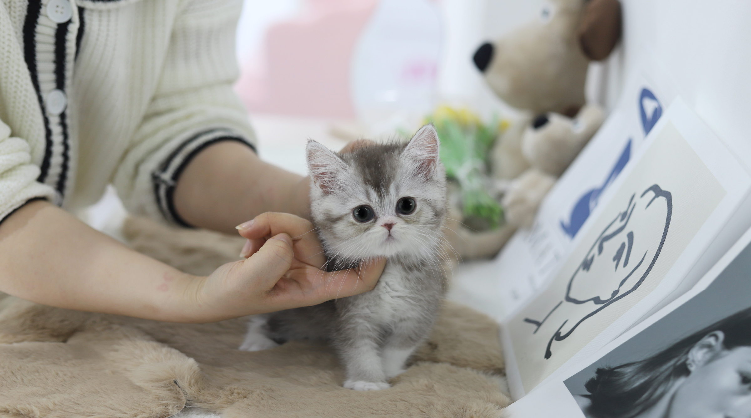 브리티쉬숏헤어