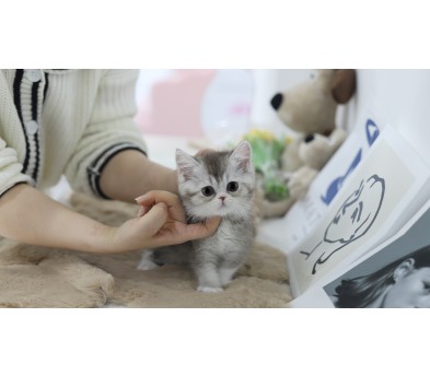 브리티쉬숏헤어