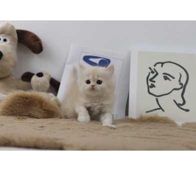 페르시안(분양완료)