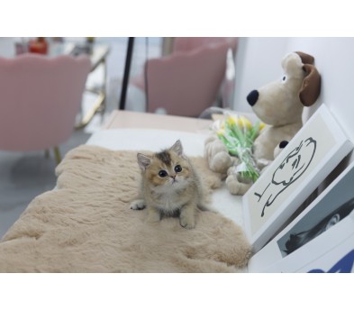 브리티쉬숏헤어