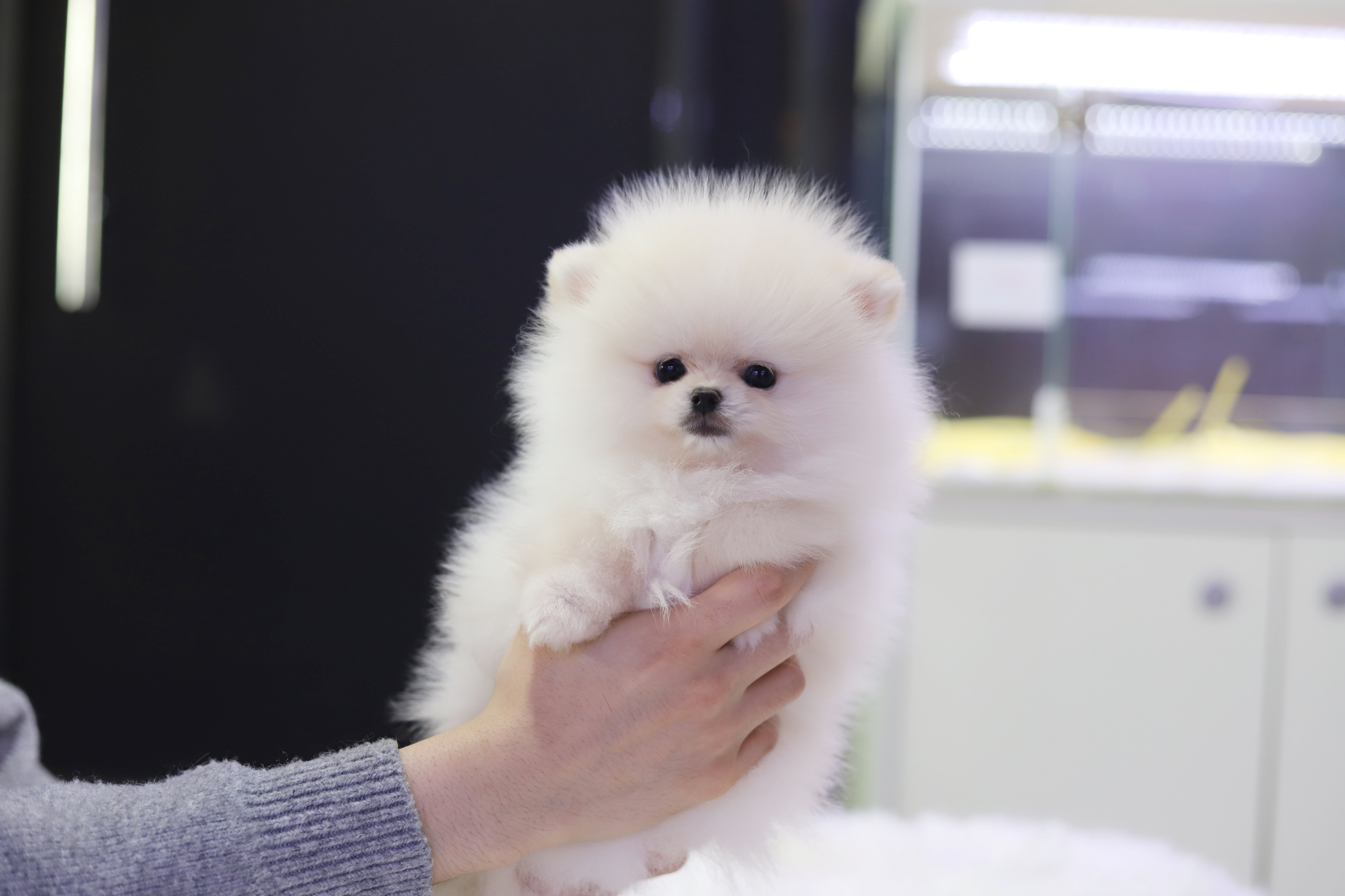 포메라니안