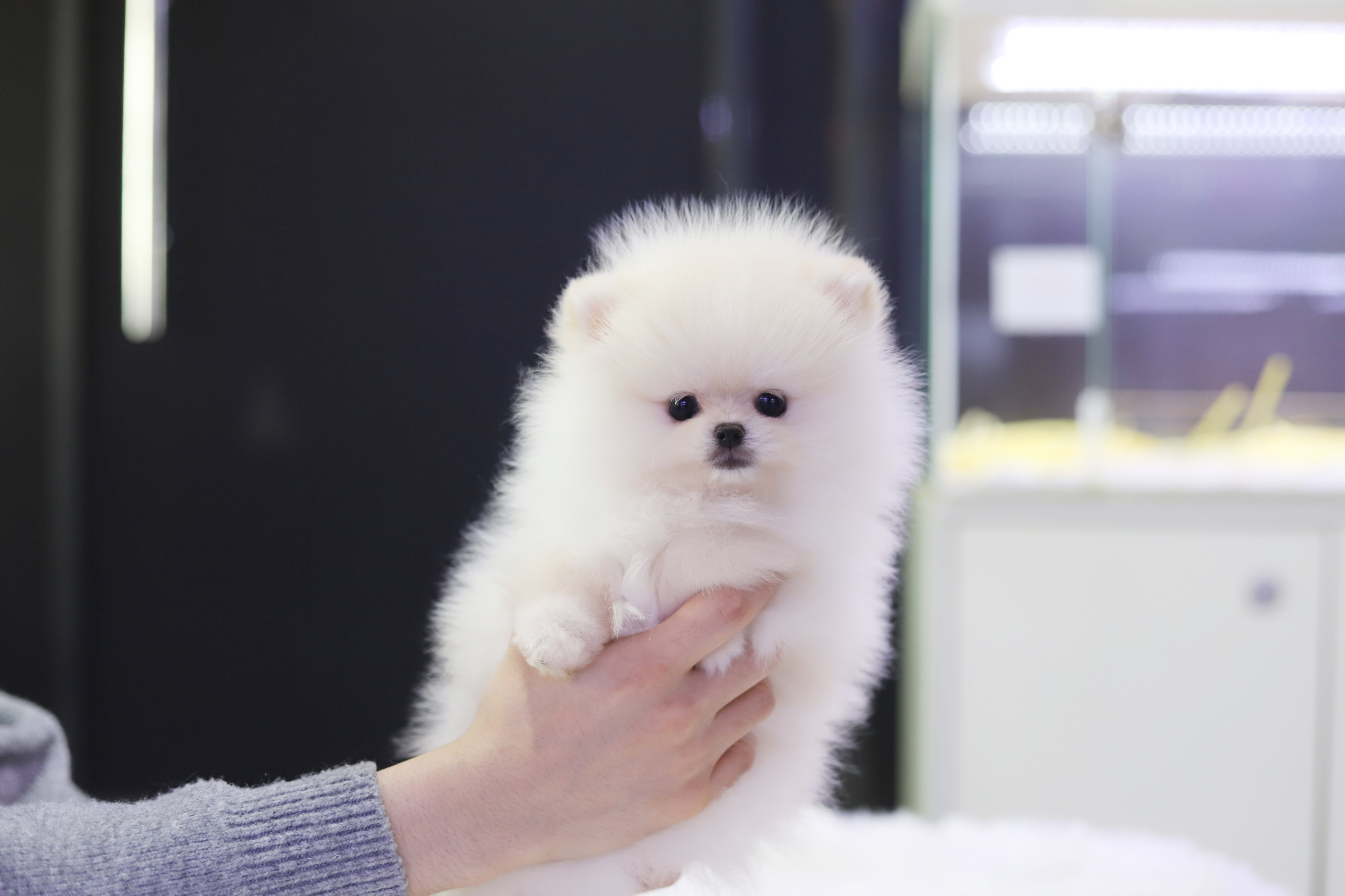 포메라니안