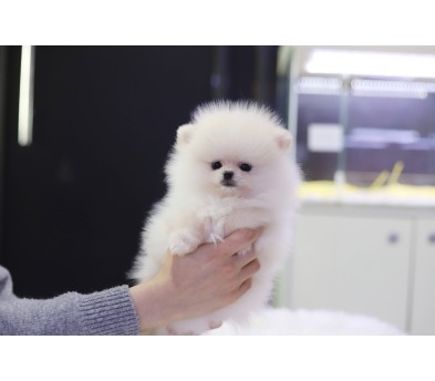 포메라니안