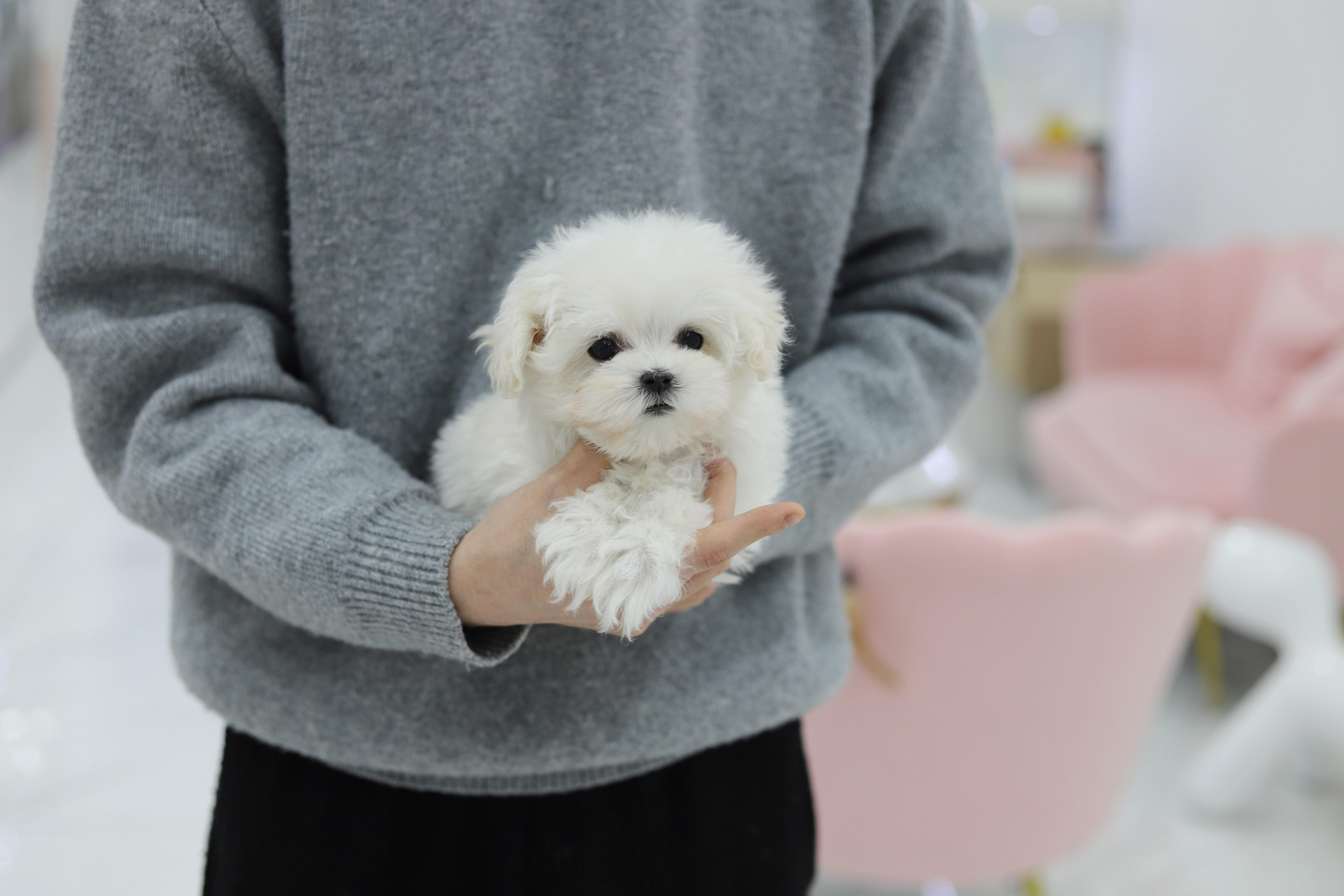 말티즈