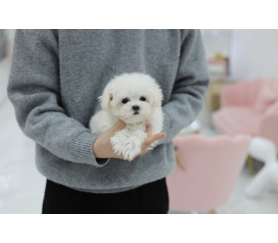 말티즈
