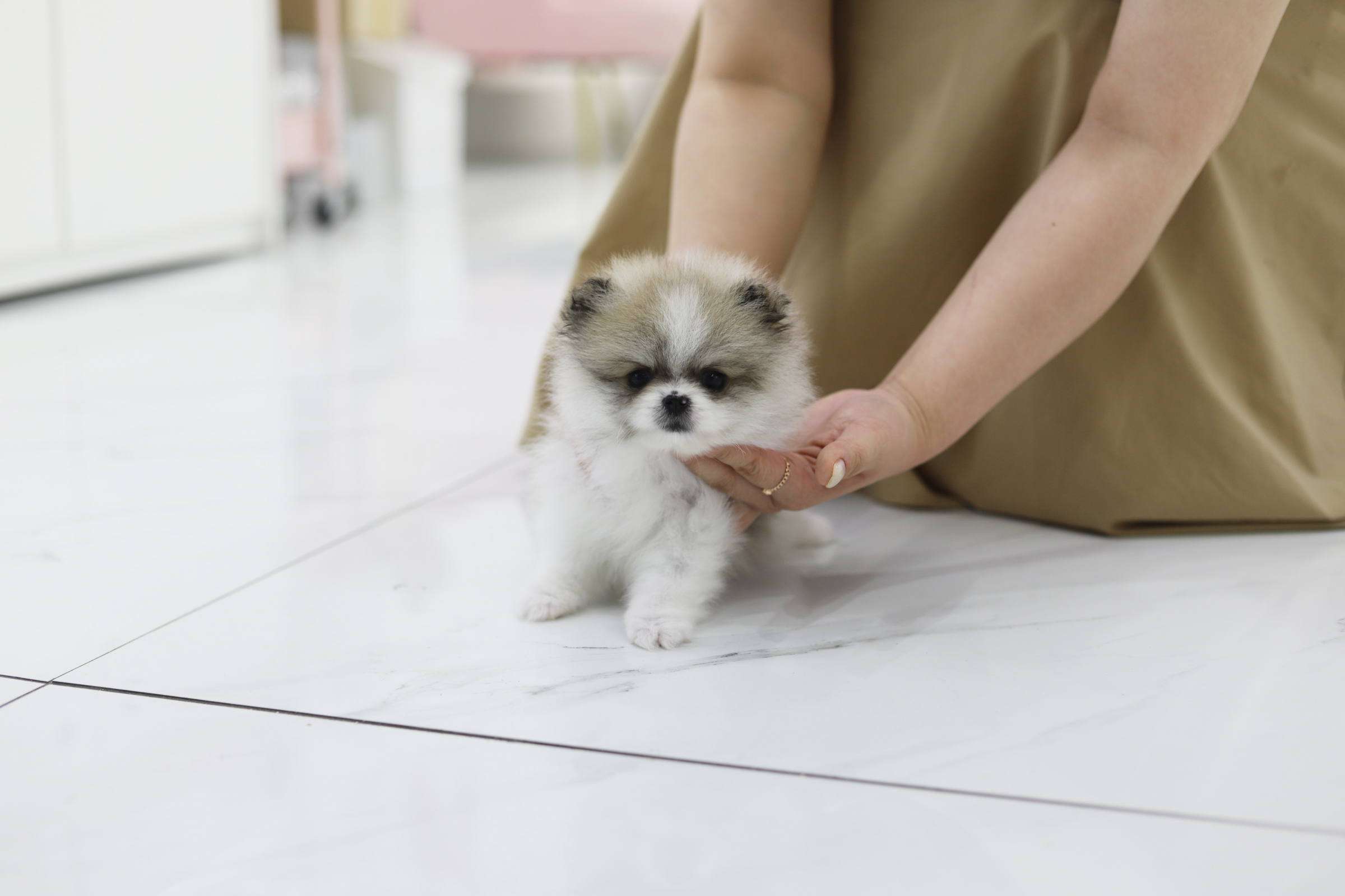 포메라니안