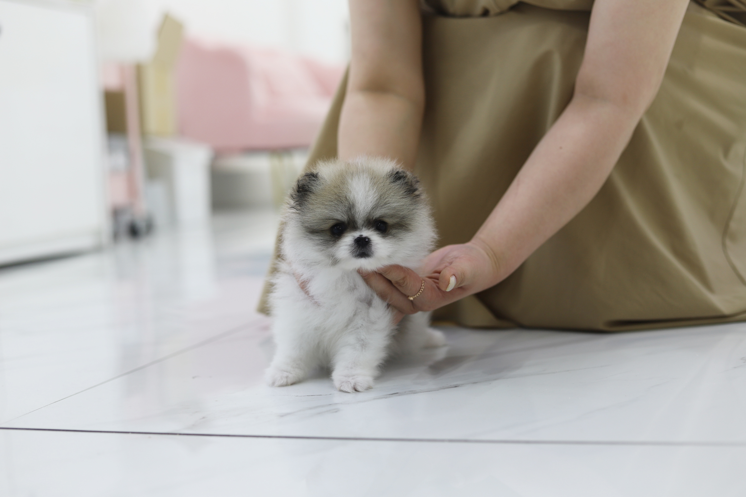 포메라니안