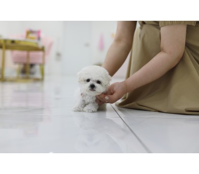 미니비숑프리제