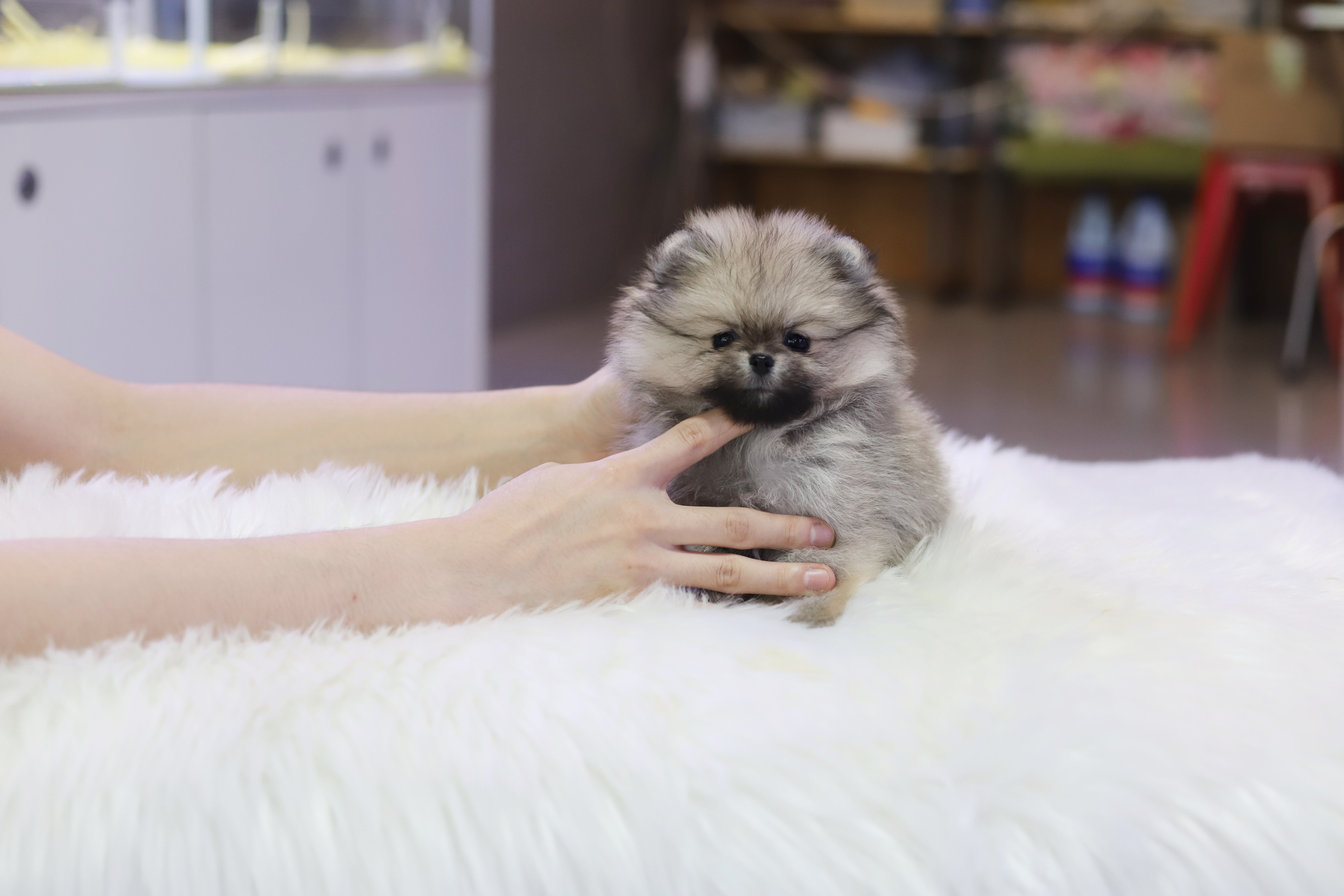 포메라니안