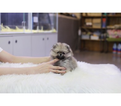 포메라니안