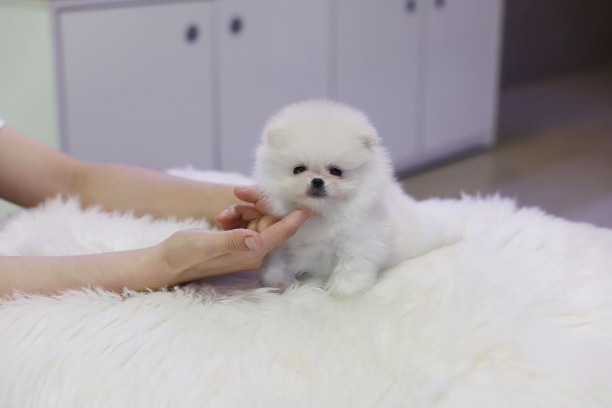 포메라니안