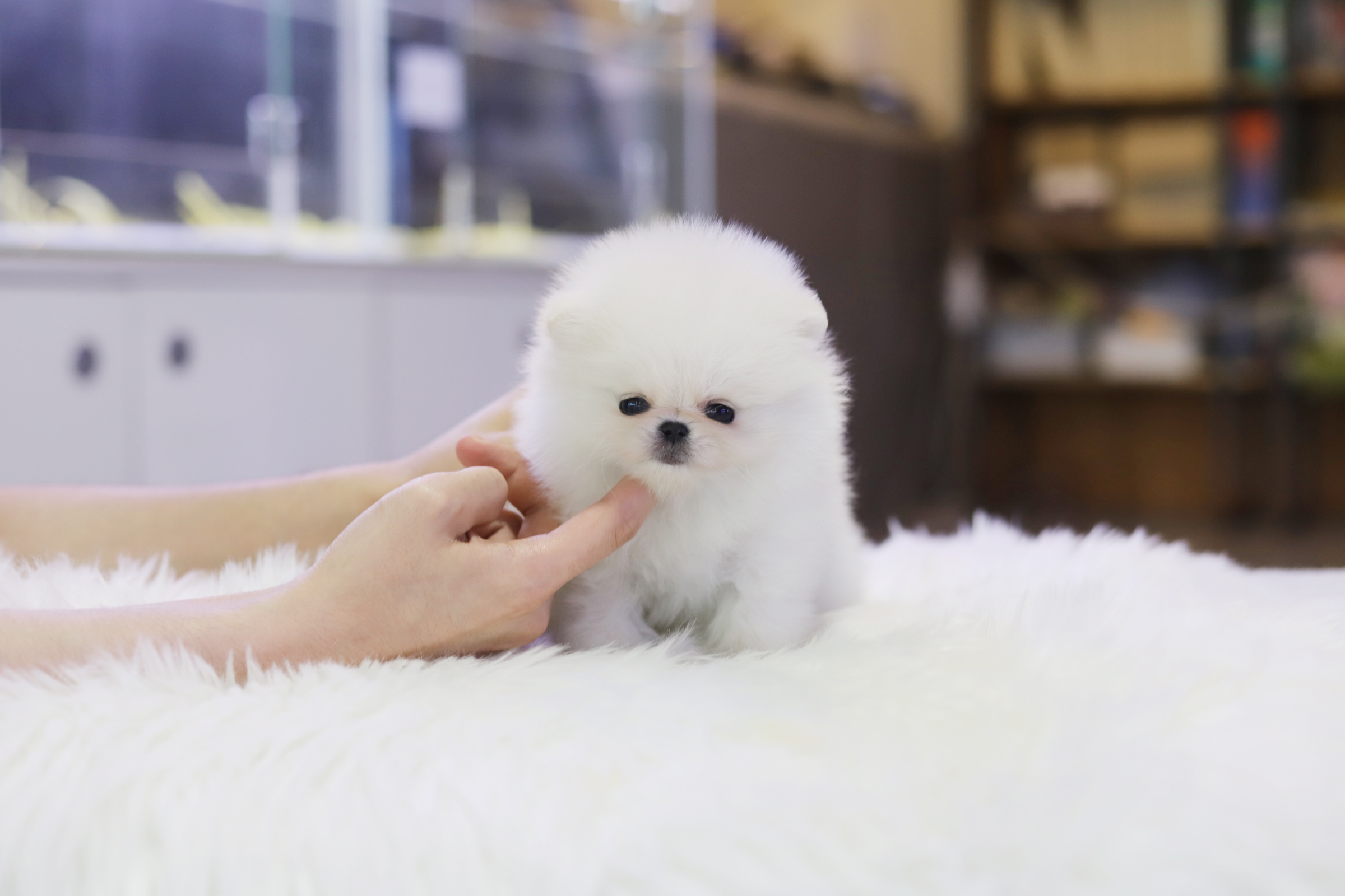 포메라니안