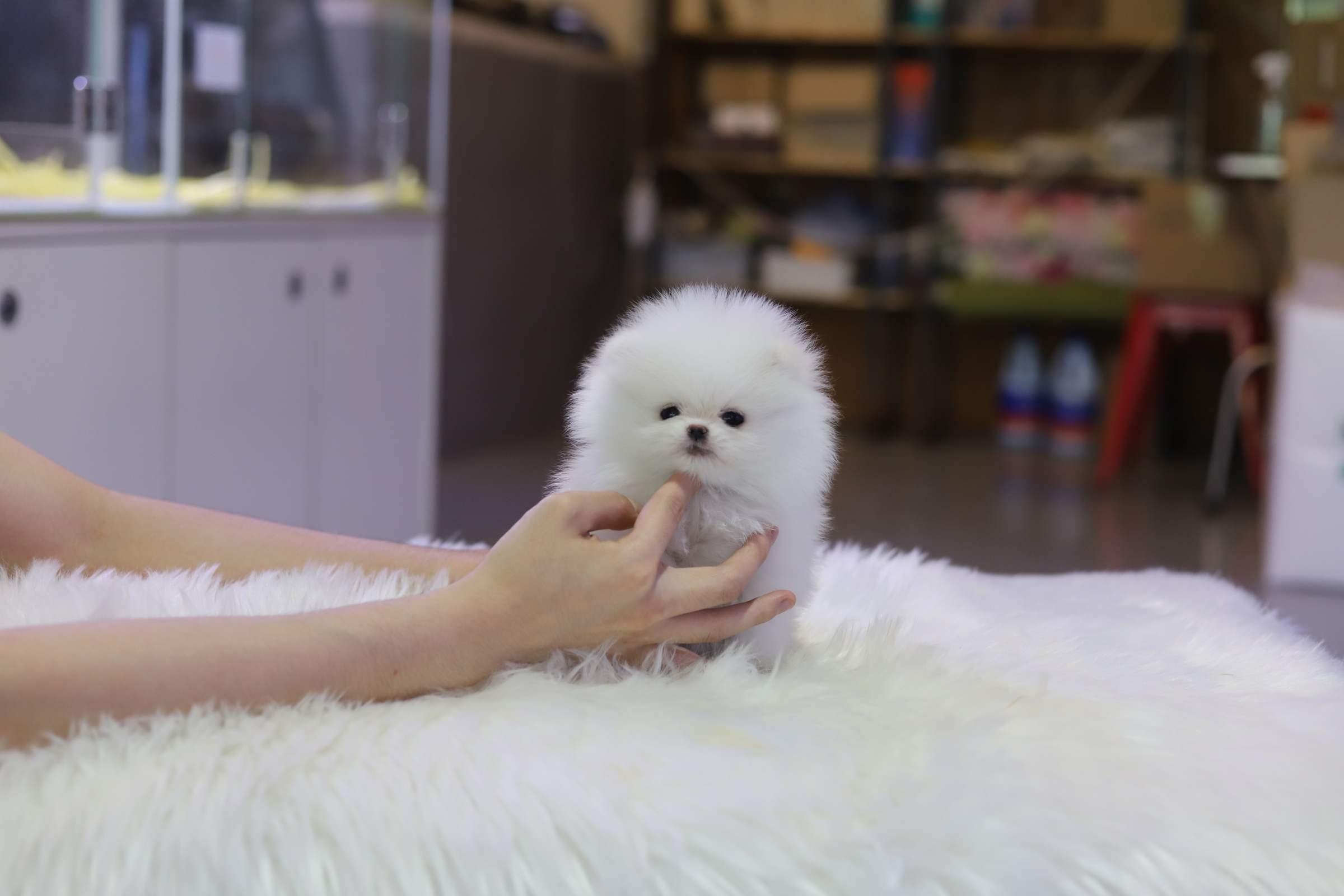 포메라니안