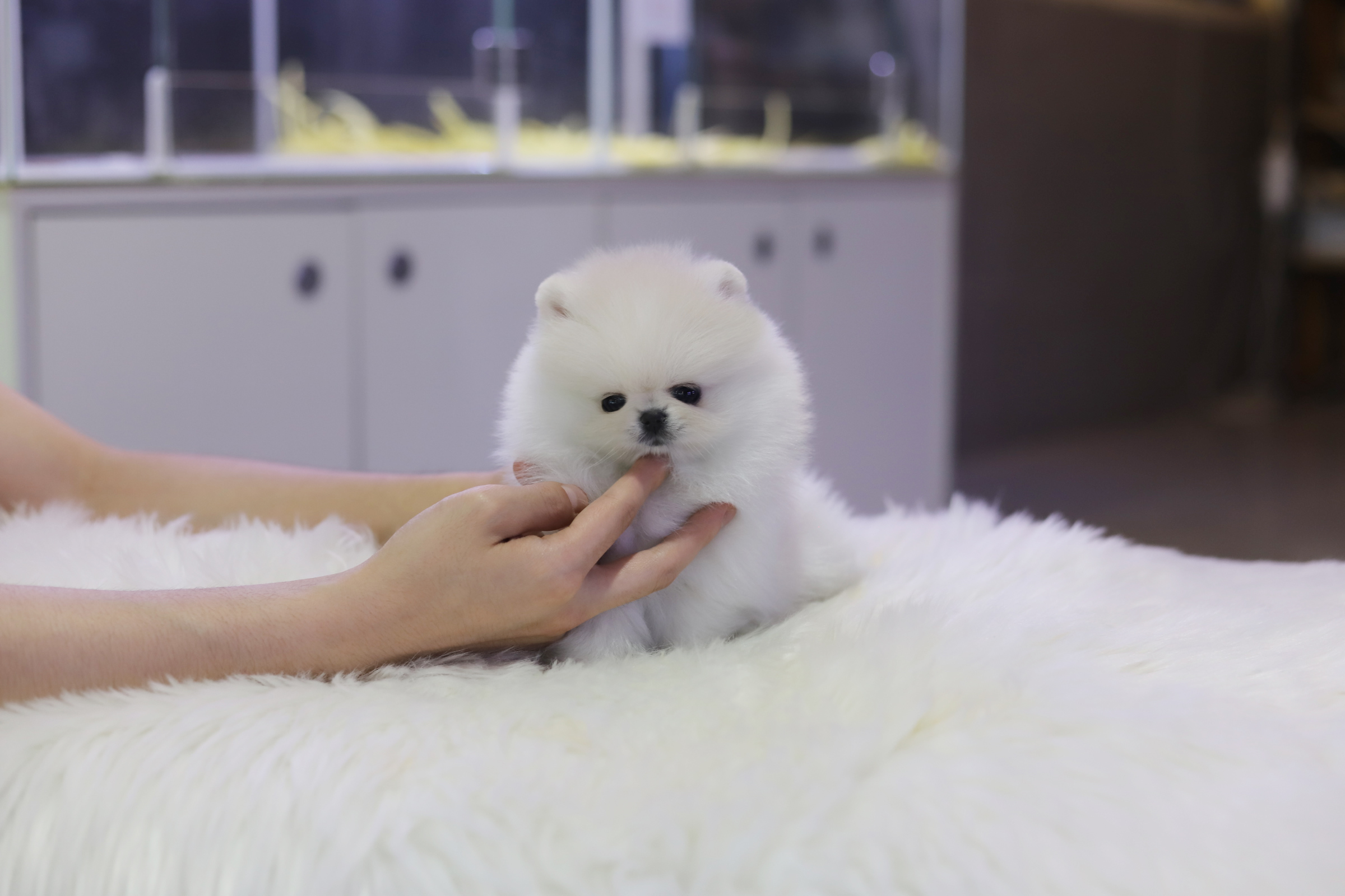 포메라니안