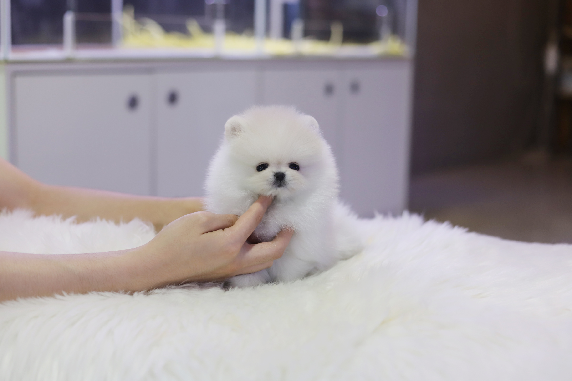 포메라니안