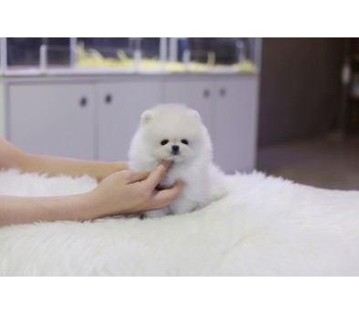 포메라니안