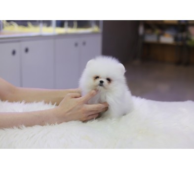 포메라니안