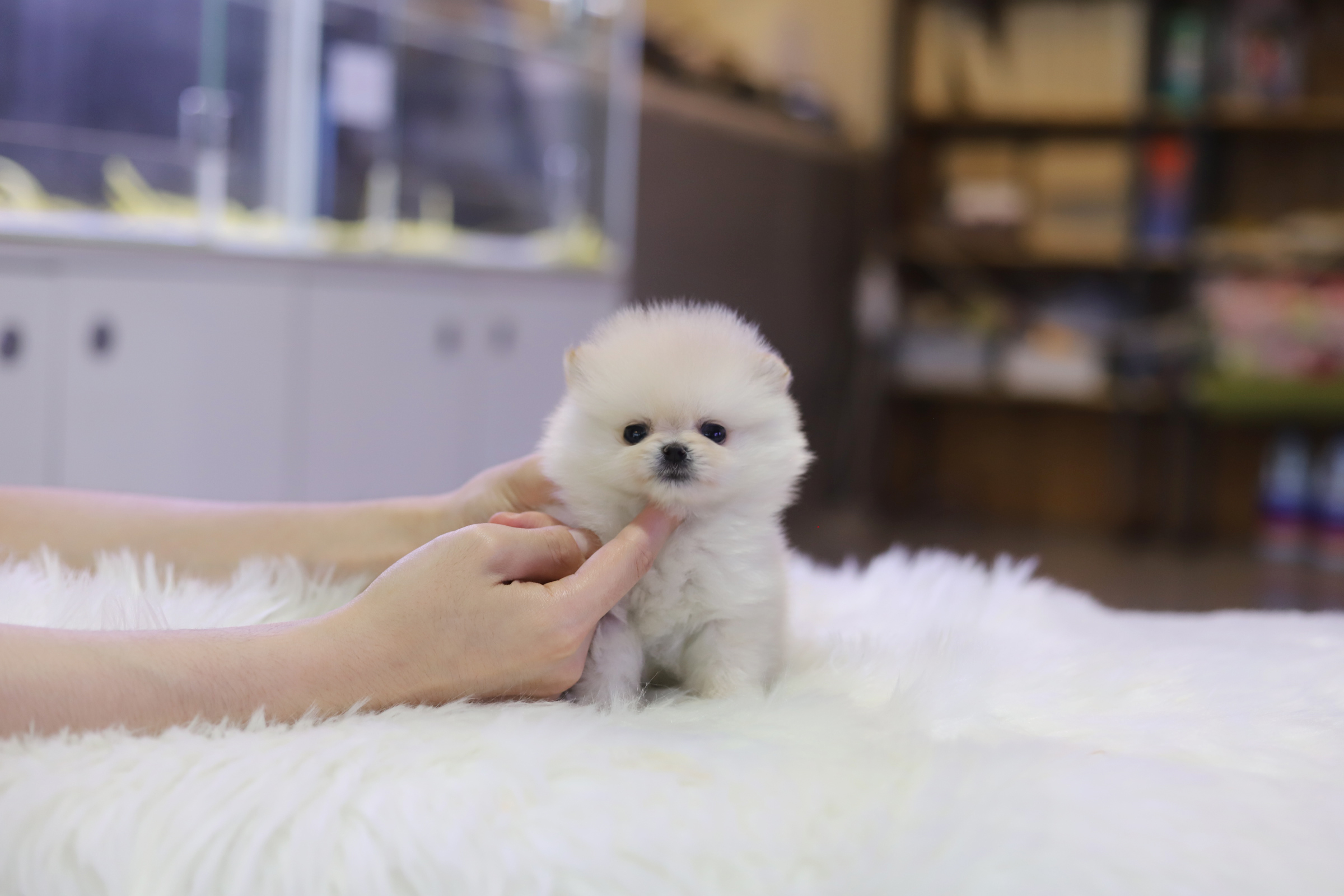 포메라니안