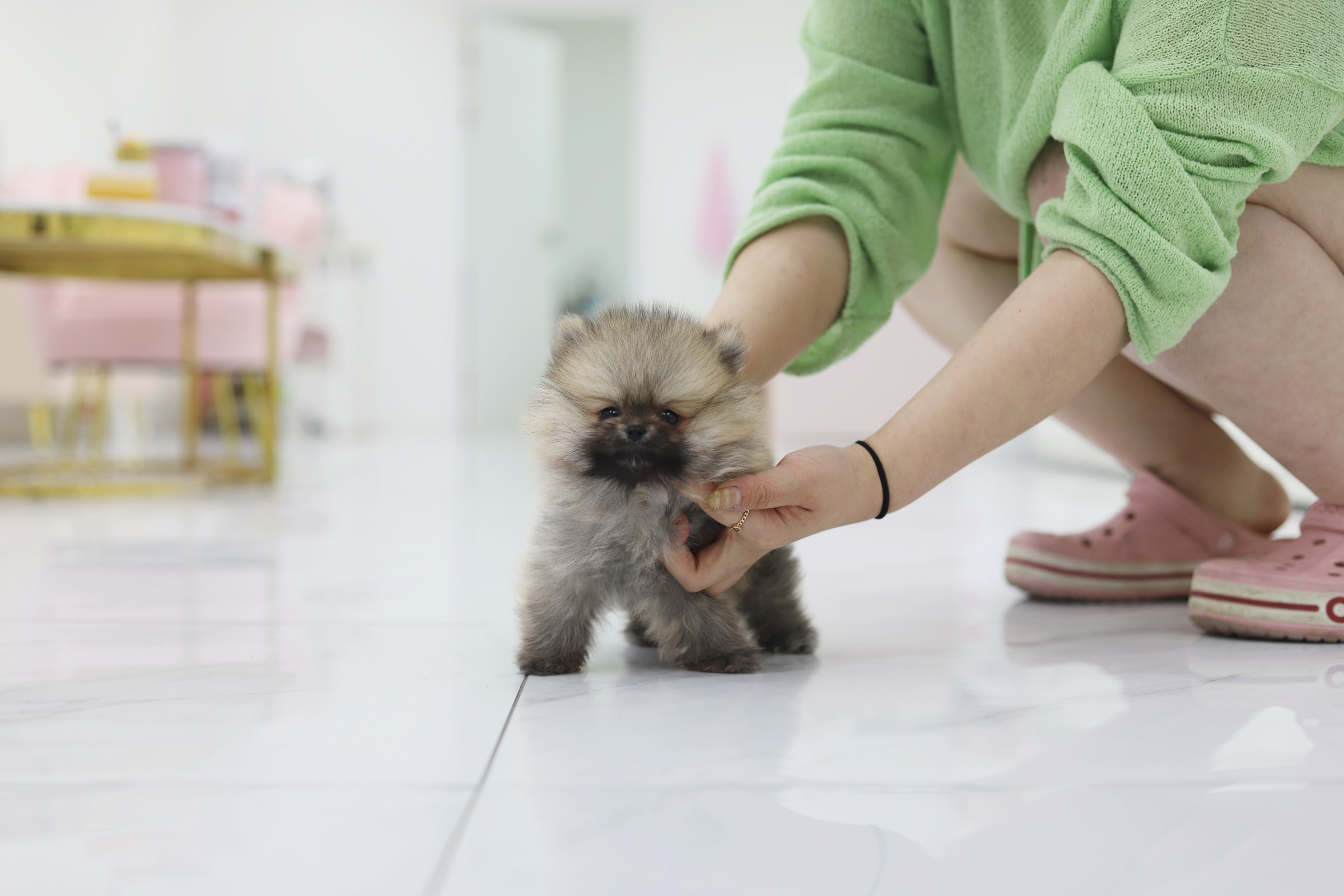 포메라니안
