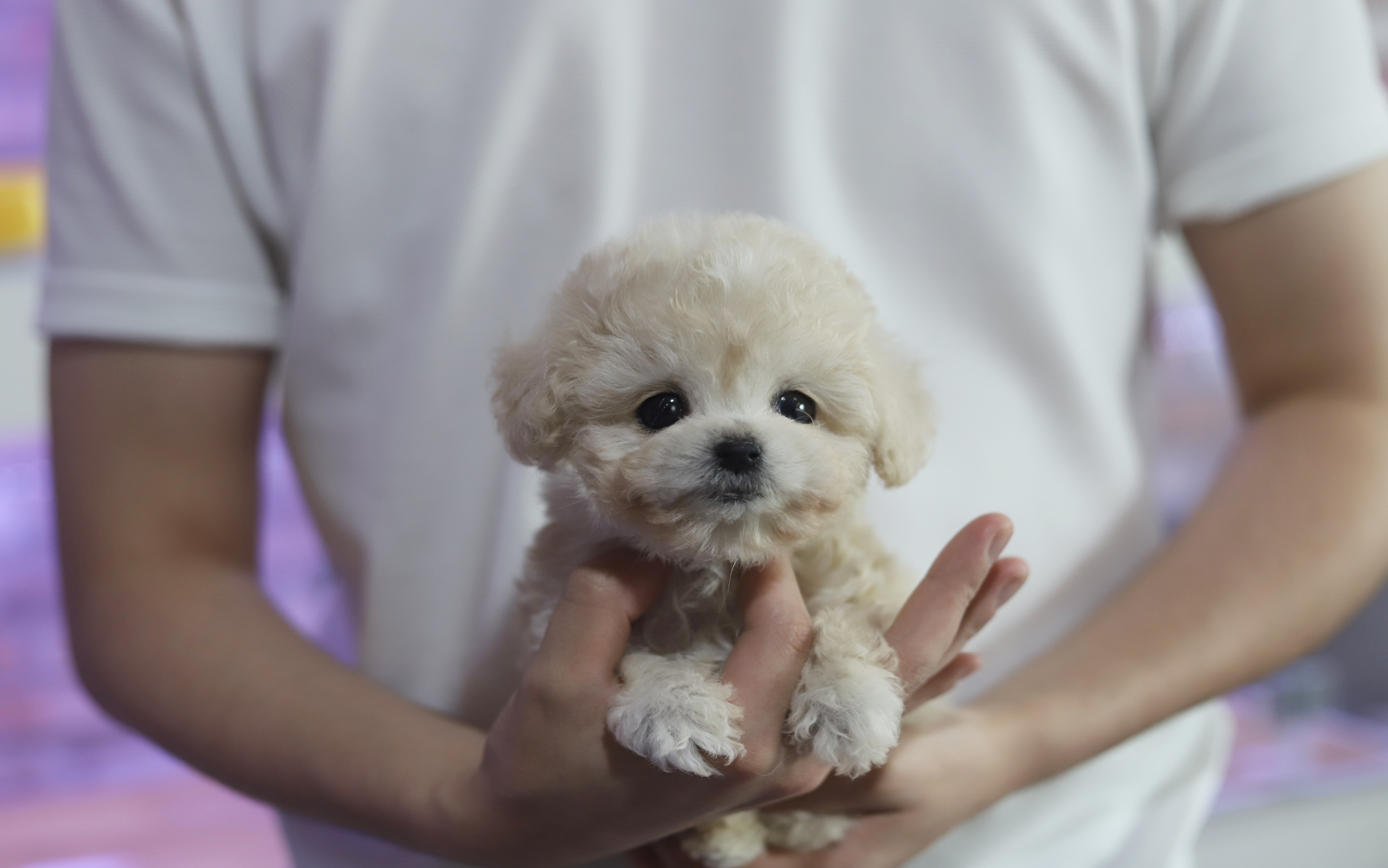 토이푸들
