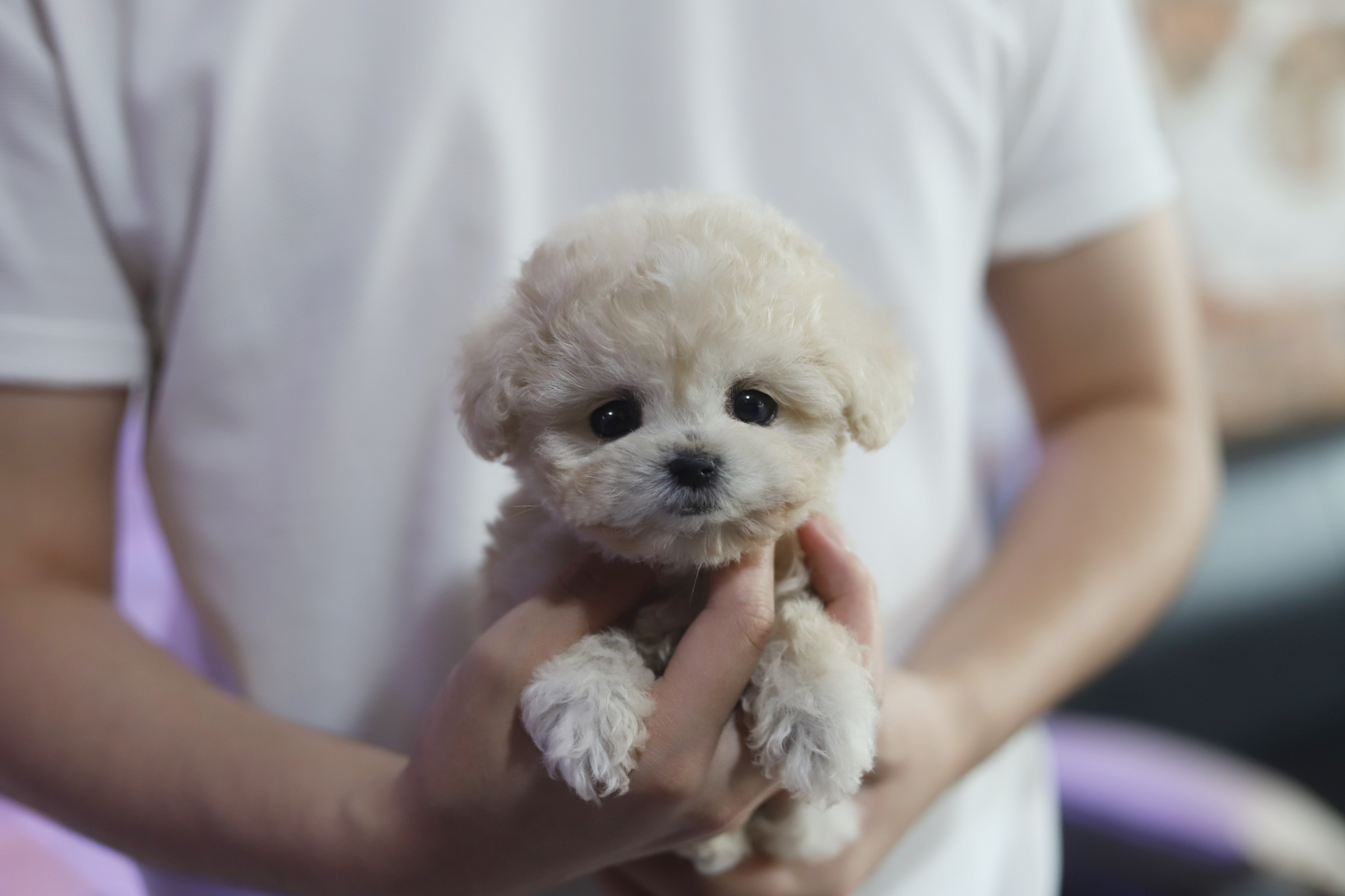 토이푸들