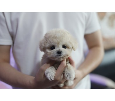 토이푸들