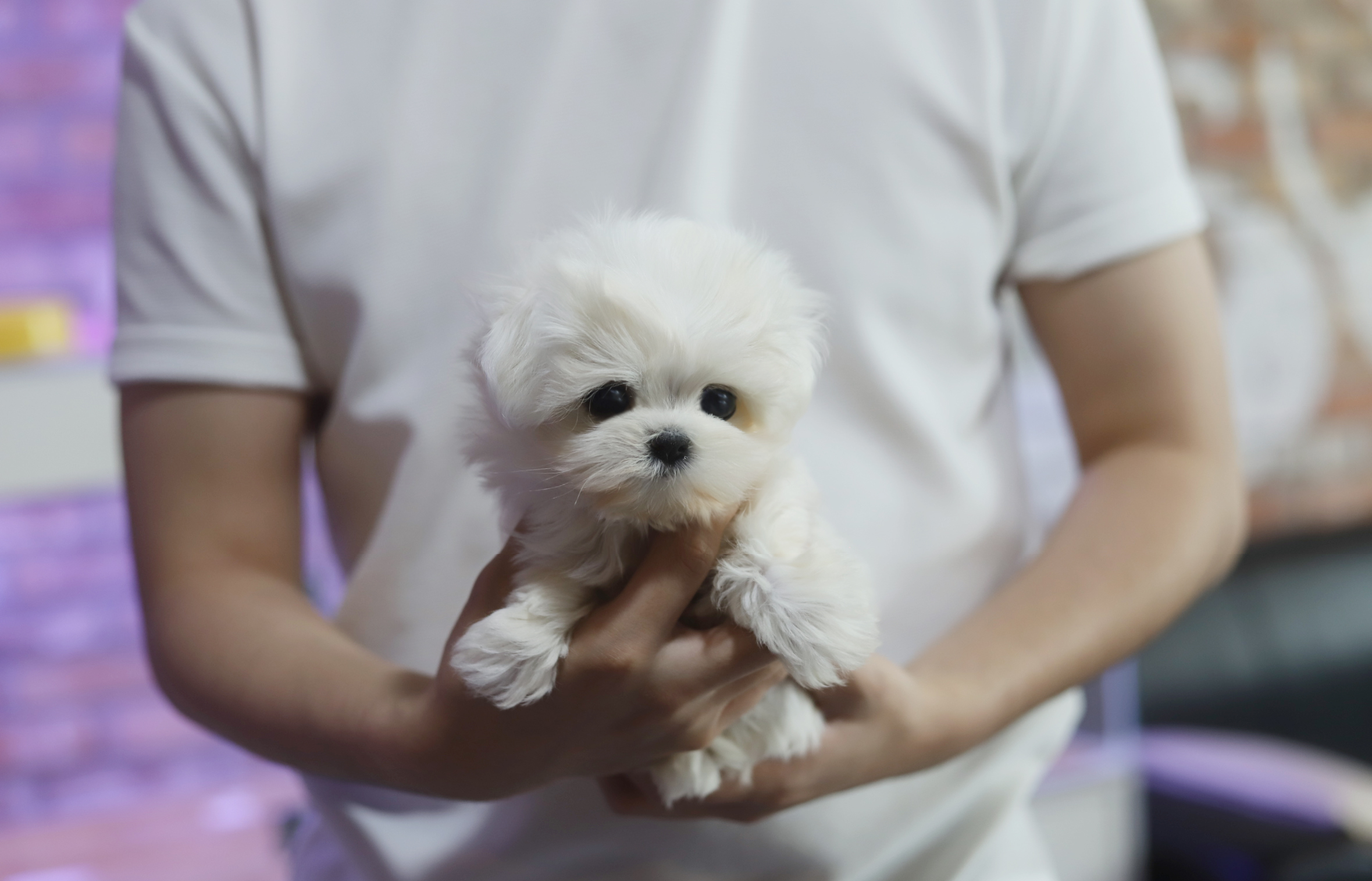말티즈