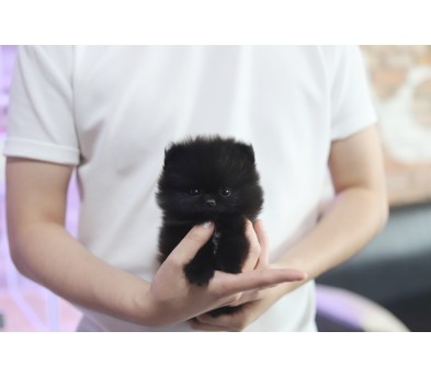 포메라니안
