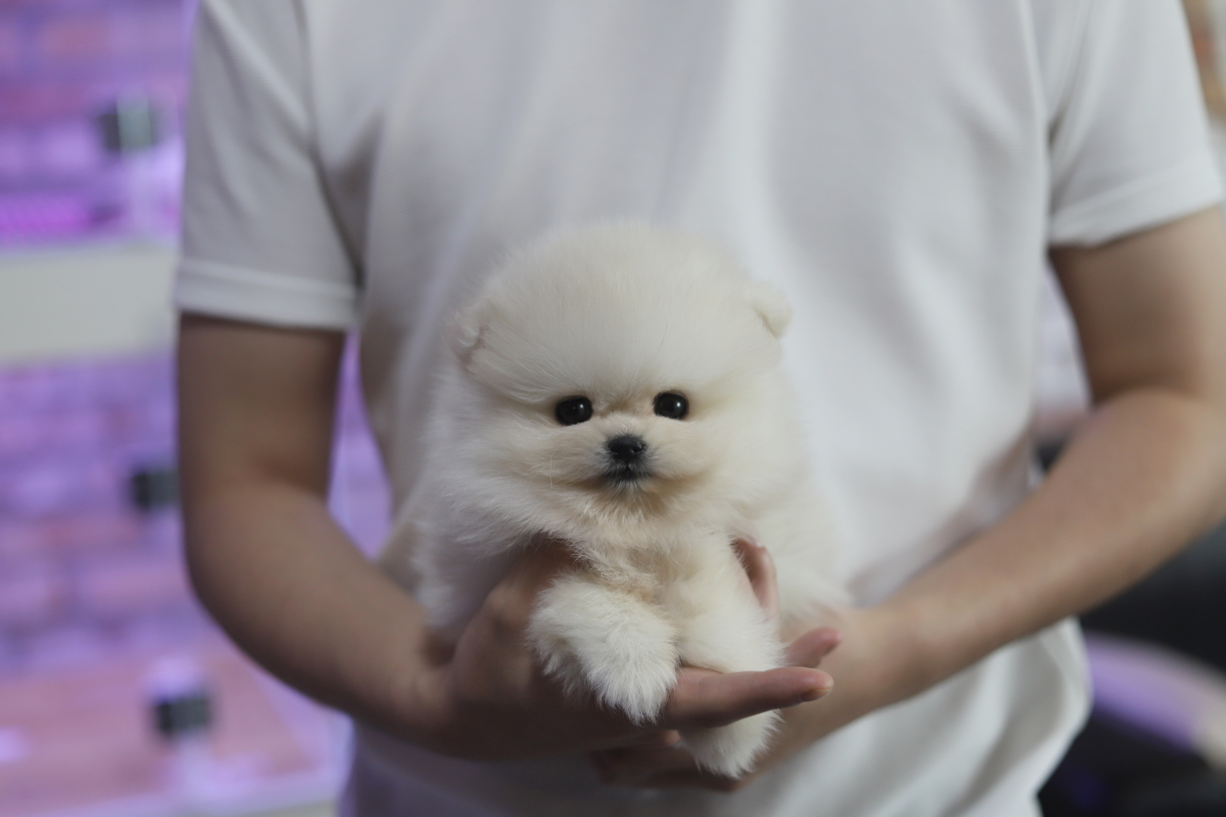 포메라니안