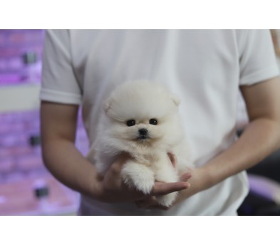 포메라니안