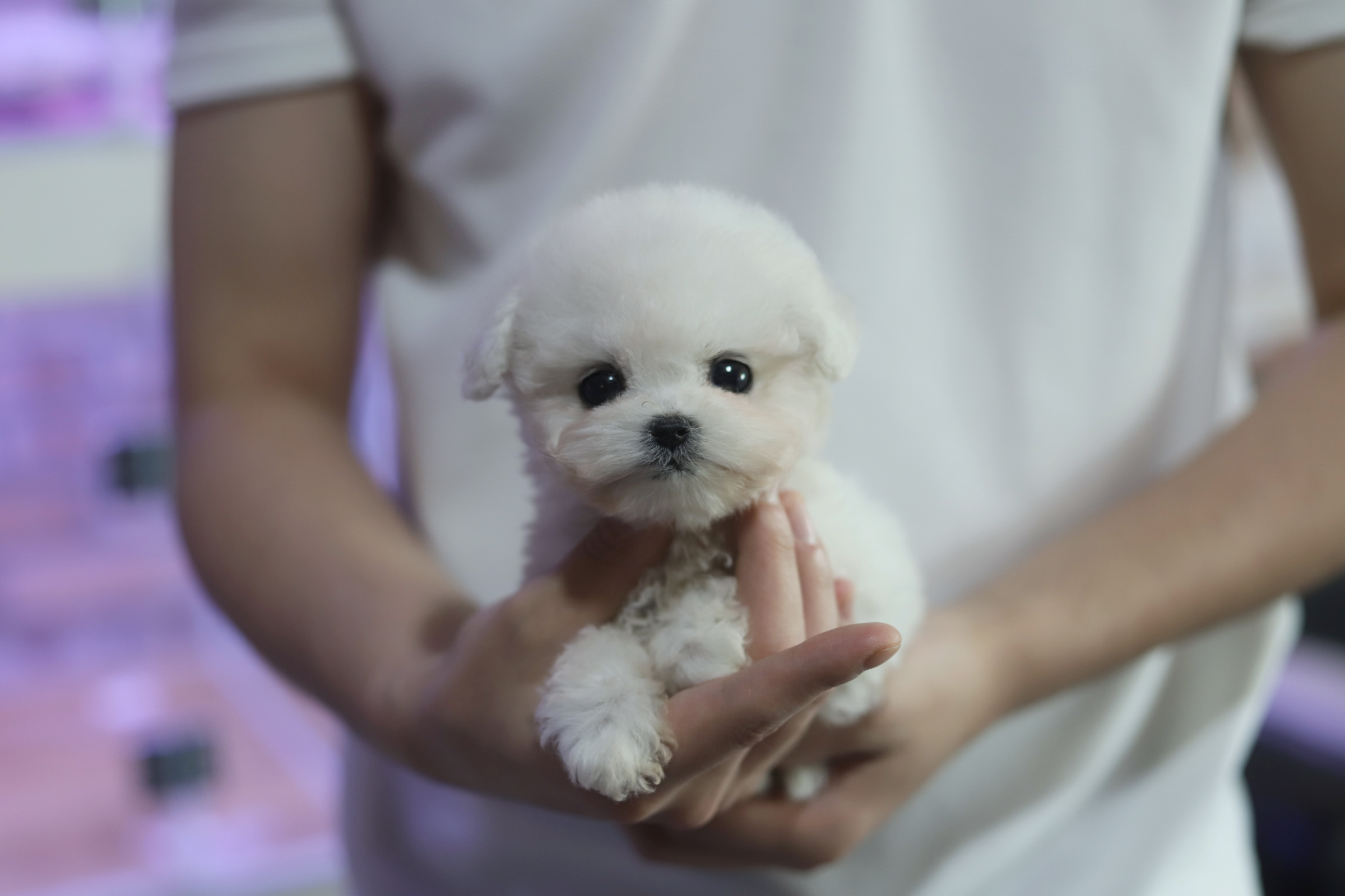 미니비숑프리제
