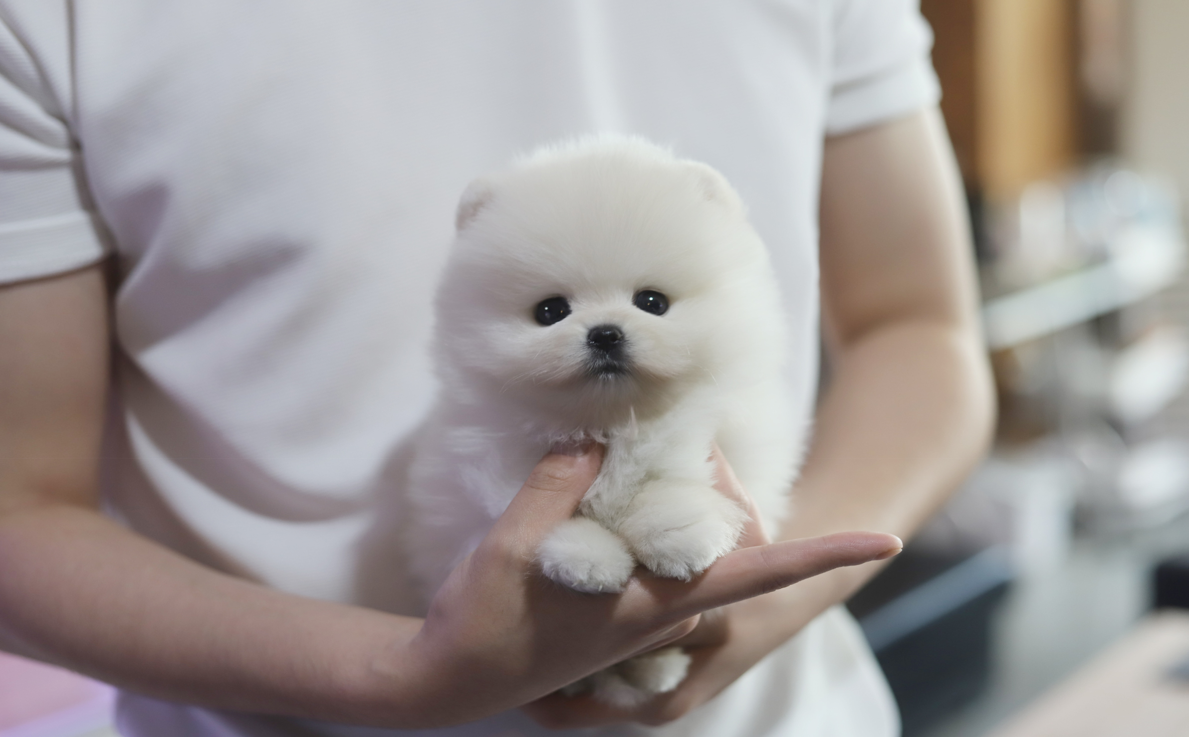 포메라니안