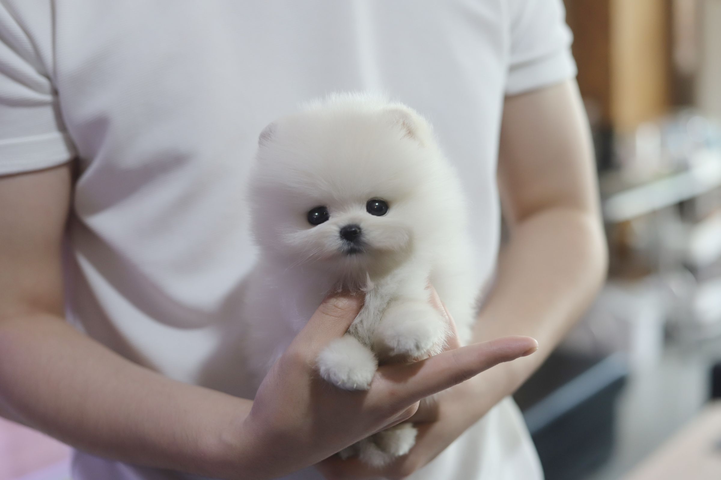 포메라니안