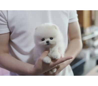 포메라니안