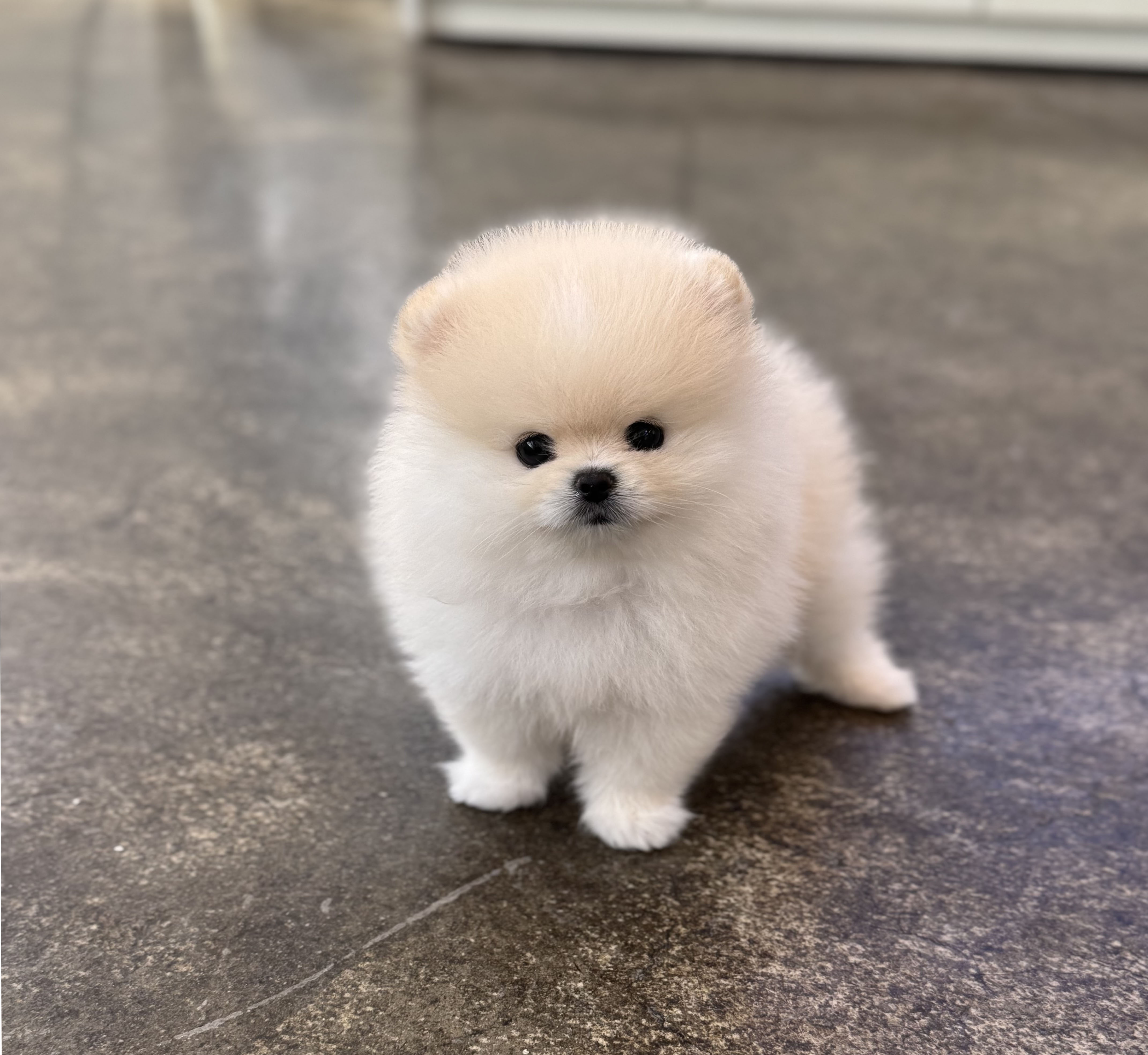 포메라니안