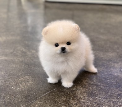 포메라니안