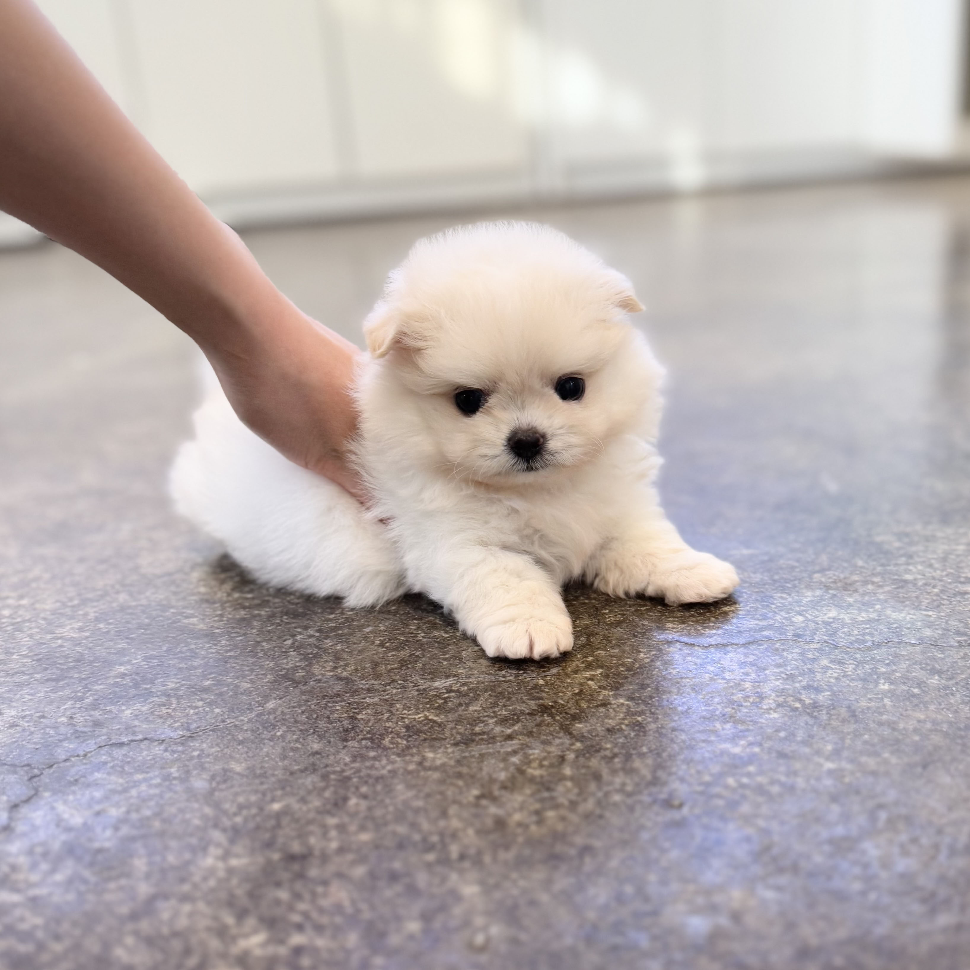 말티폼(분양완료)