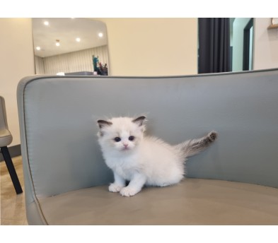 렉돌