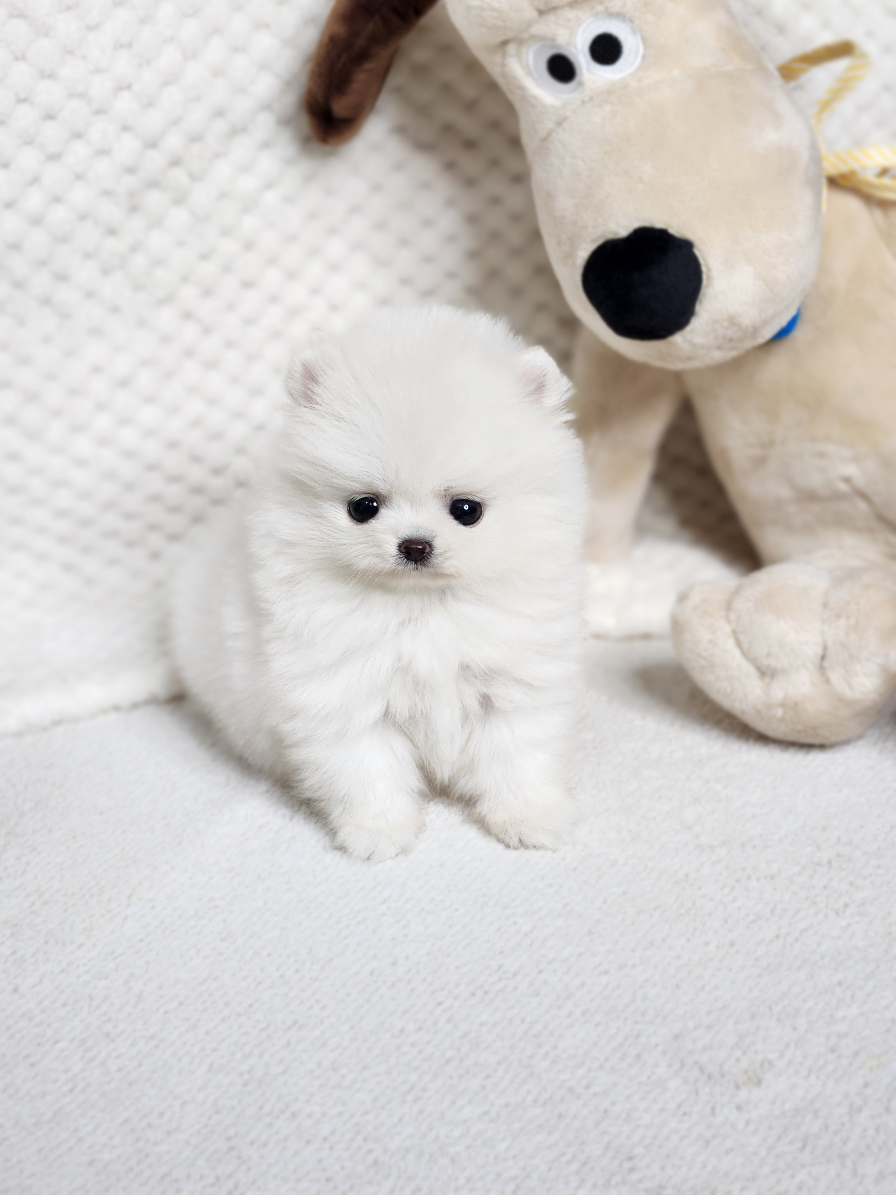 포메라니안