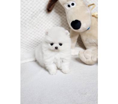 포메라니안